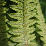 Thelypteris interrupta Folio