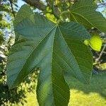 Ficus caricaBlatt