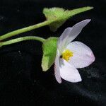 Begonia picta Агульны выгляд