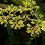 Adelobotrys adscendens Fruit