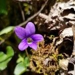 Viola × melissifolia Flower