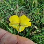 Tuberaria lignosa Flower