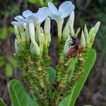 Himatanthus articulatus Flor