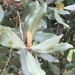 Euclea crispa Leaf