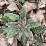 Pedicularis canadensis Foglia