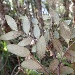 Guioa villosa Leaf