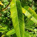 Salix eriocephala Blatt