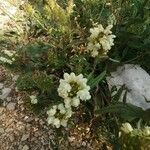 Prunella laciniata Fula