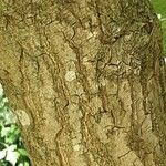 Nyssa sylvatica പുറംതൊലി