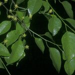 Maprounea guianensis Leaf