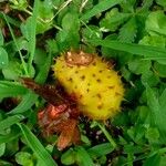 Rosa villosa Fruit