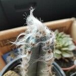 Pilosocereus leucocephalus Leaf