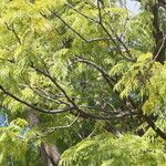 Jacaranda mimosifolia Агульны выгляд