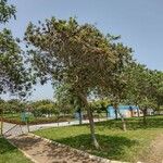 Erythrina fusca Meyve