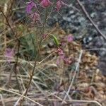 Epidendrum campestre