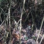 Rhizophora mangle Sonstige