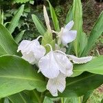 Hedychium coronariumFlower