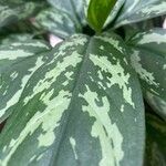 Aglaonema nitidumLeaf