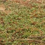 Sesuvium portulacastrum Leht