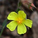 Diatelia tuberaria Fula