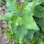 Populus balsamiferaBlad