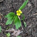 Ranunculus inamoenus Blüte