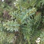 Juniperus drupacea পাতা