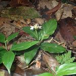 Goeppertia micans Leaf