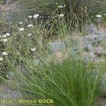 Argyranthemum filifolium ശീലം
