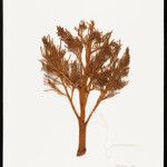 Leopoldinia pulchra Fruto