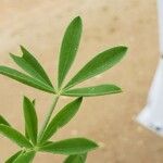 Lupinus texensis Hostoa
