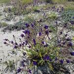 Anchusa undulata Blüte