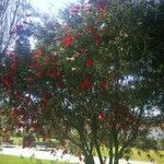 Callistemon viminalis Цветок