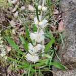 Hypocalymma robustum Flor