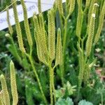 Lycopodium clavatum 花