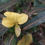 Barleria lupulina Flower