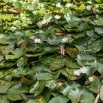 Nymphaea odorata Habitus