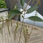 Citharexylum spinosum Folha