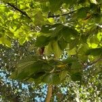 Ulmus thomasii Leaf