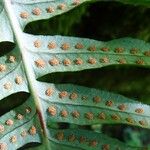 Polypodium interjectum മറ്റ്