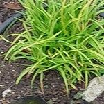 Carex flava Hoja