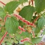 Acalypha monostachya Folha