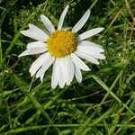 Leucanthemum heterophyllum 花