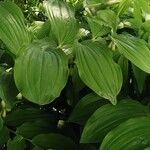 Polygonatum × hybridum ഇല