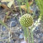 Allium sphaerocephalon फूल