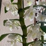 Dendrobium nobile ফুল