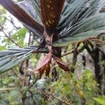 Coronanthera squamata Blatt