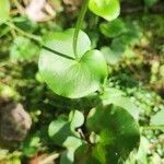 Parnassia asarifolia List