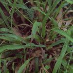 Luzula parviflora ശീലം