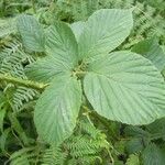 Rubus leyanus Blad